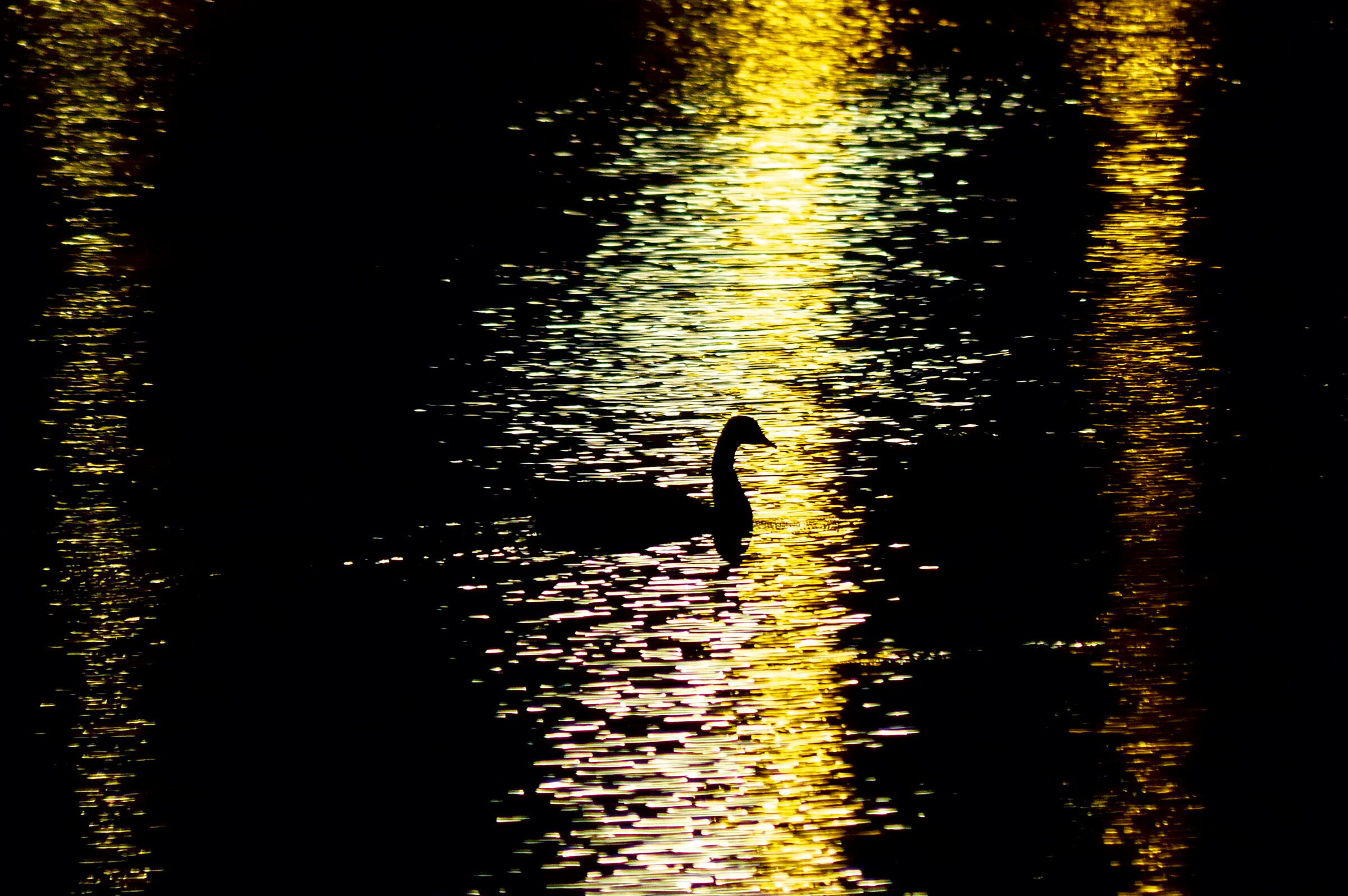 A goose or swan floats on the Hackensack River at night. Only its shadow is visible in the light of streetlamps. 